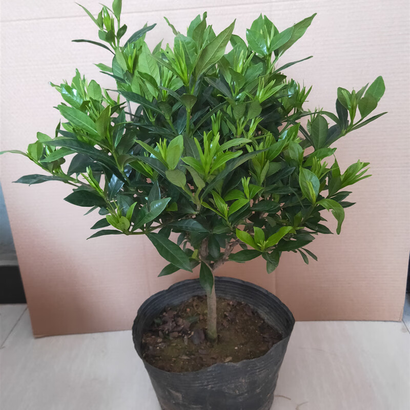 雪染花色四季栀子花盆栽浓香型浓香花卉独干小叶栀子花苗带花苞栀子花