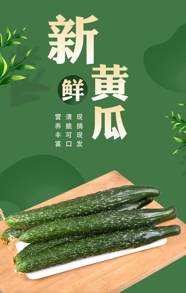 新鲜黄瓜生吃小黄瓜现摘蔬菜当季水果青瓜脆甜刺黄瓜水果黄瓜 精选