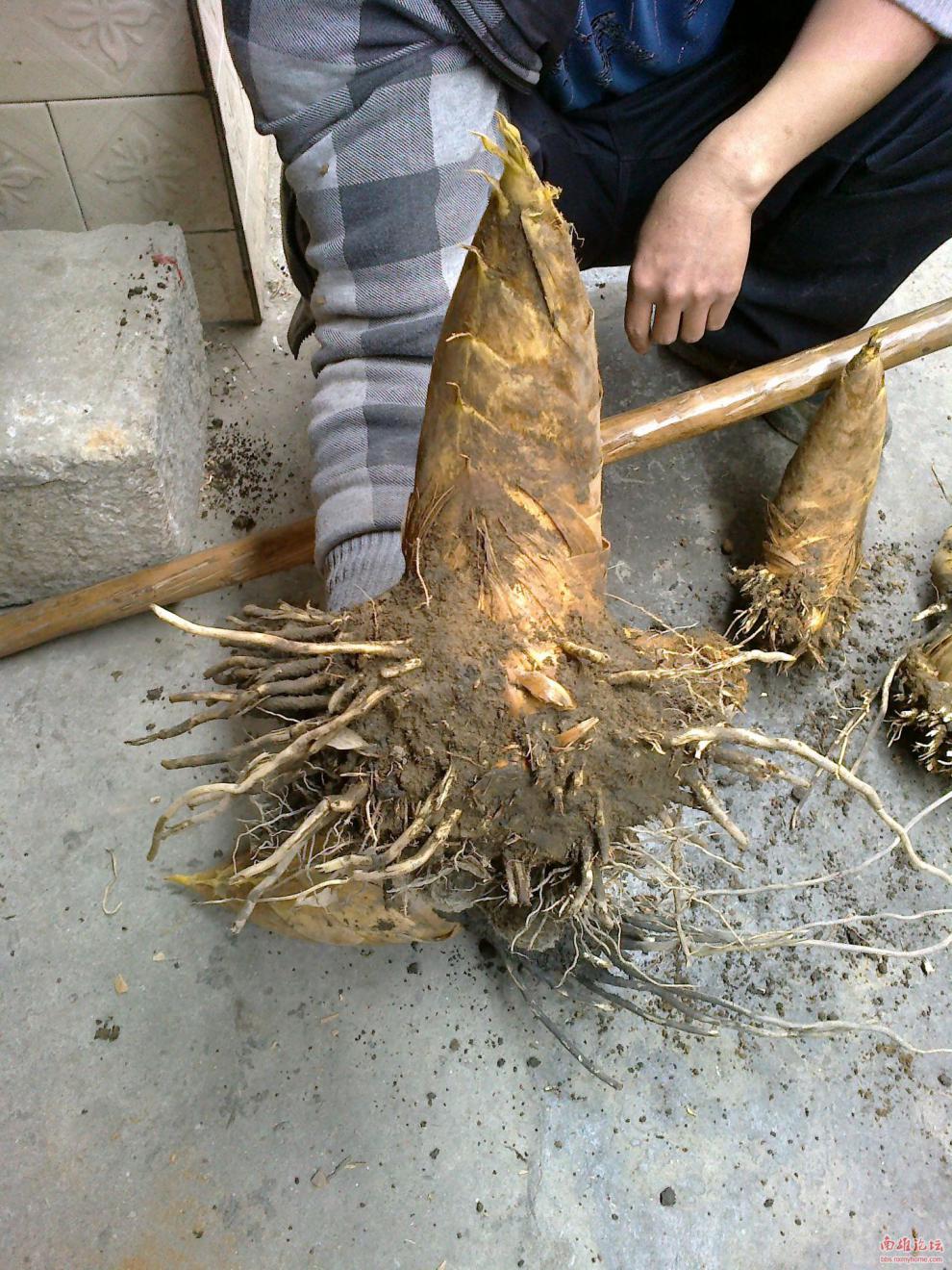 大型楠竹苗竹子苗竹根苗带芽鞭冬笋春笋毛竹笋种根苗绿化庭院盆栽多