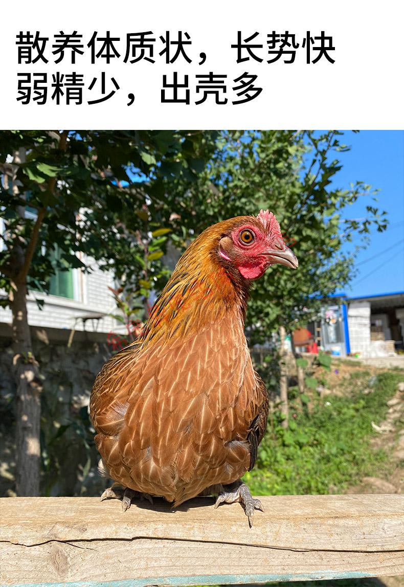 云南茶花鸡种蛋受精蛋可孵化小鸡活苗观赏鸡长尾鸡珍珠贵妃20枚 20枚