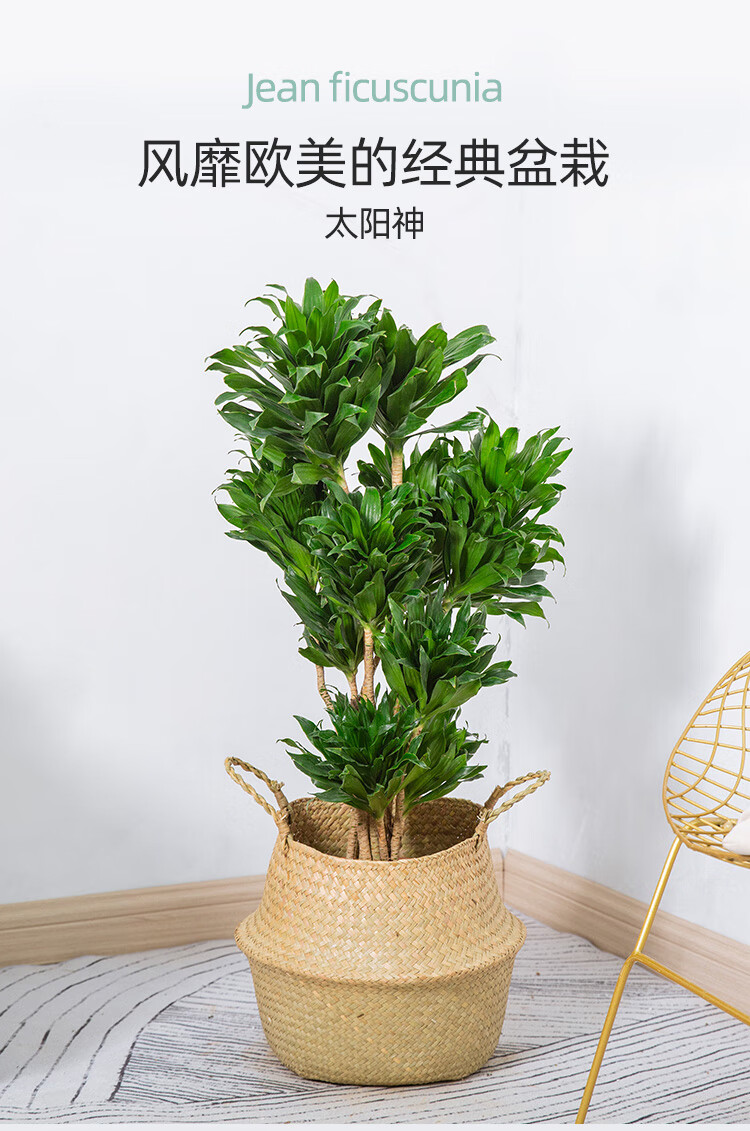 送货到家太阳神大盆栽竹蕉密叶龙血树阿波罗老桩室内植物客厅耐阴耐寒