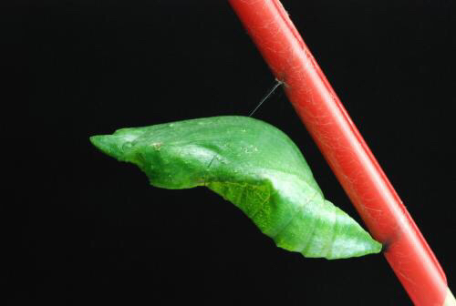 搭啵兔蝴蝶蛹宠物昆虫蝴蝶幼虫养殖活体蝴蝶放飞蛹卵10个蝶蛹观察套餐