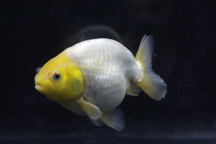 观赏鱼冷水鱼苗红白寿黑紫兰寿包活好养 6-7cm精品玉兔兰寿1条【图片