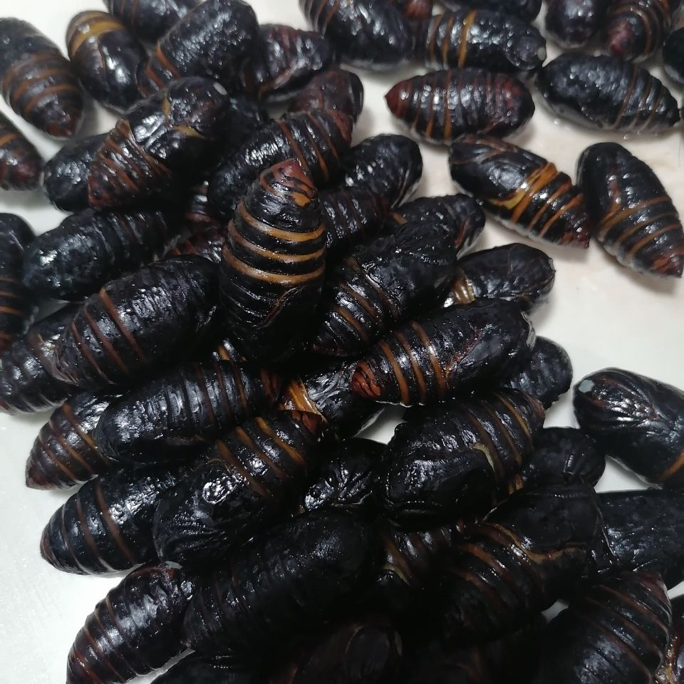 东北特产茧蛹活活蝉蛹茧蛹柞树蛹干煸茧蛹鲜活茧蛹 黑蛹每斤63个左右