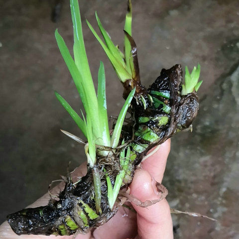 野生龙根水菖蒲耐阴四季常青水培盆景养鱼龟缸挺水绿色水生绿植龙根水