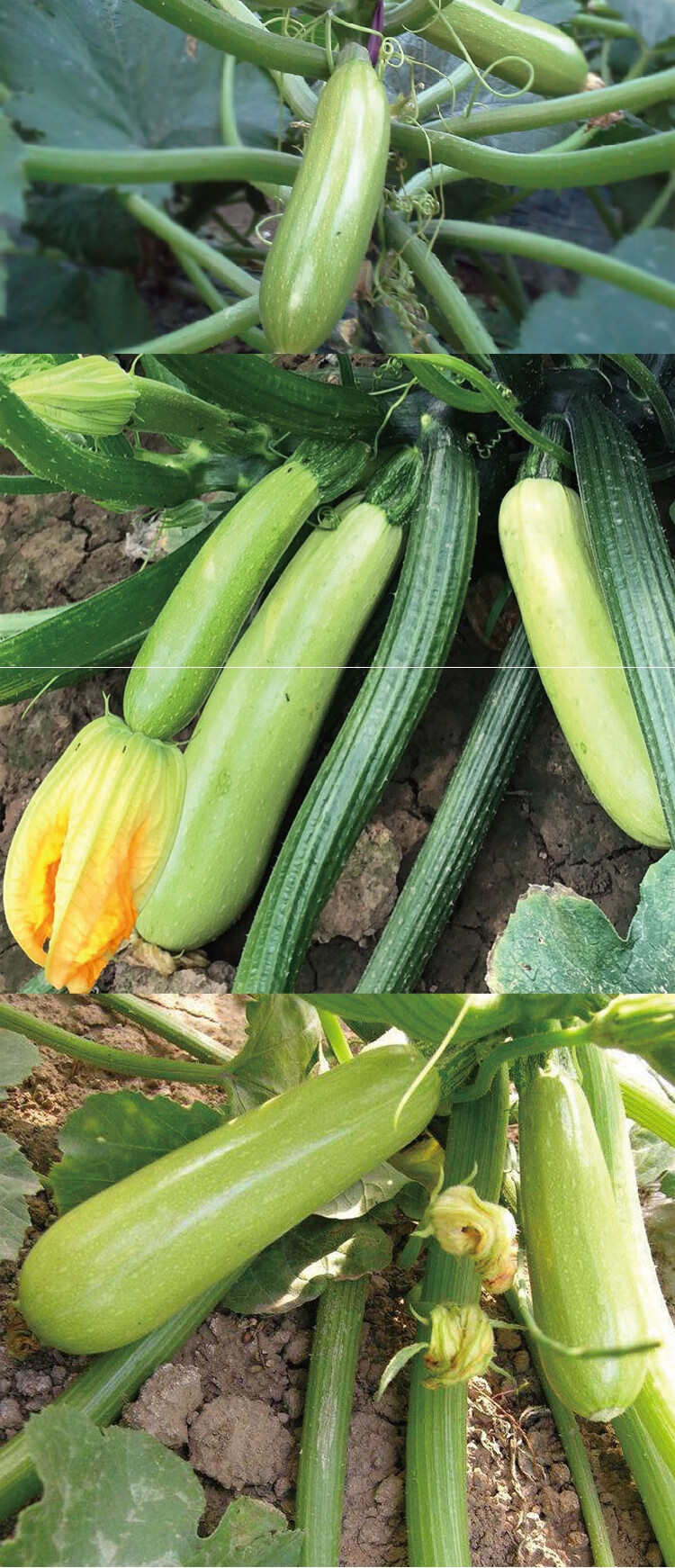 源外 云南小瓜 西葫芦 白瓜 角瓜 广州蔬菜新鲜/5斤 5斤【图片 价格