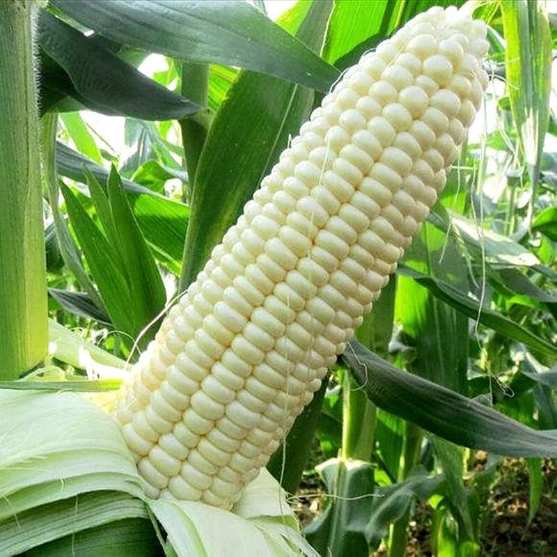 广西雪芽米 大颗粒雪芽米整粒去皮珍珠白糯玉米粒大渣子广西煮粥年货