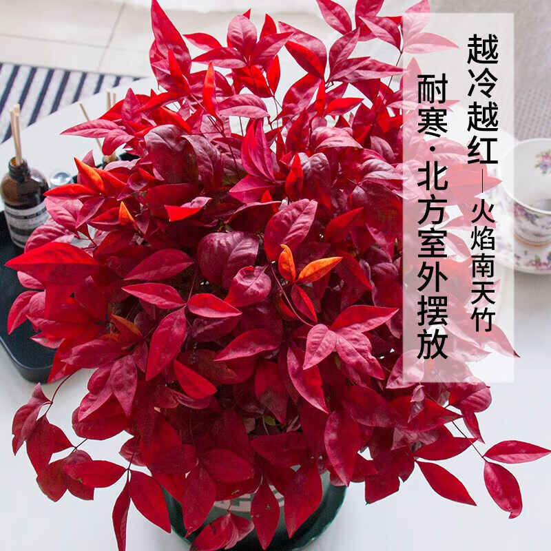 南天竹盆栽火焰南天竺盆景红叶年宵花卉不怕冷的绿植树苗庭院水养盆景老桩冬季小苗大火焰耐寒耐热植物红色火焰南天竹盆栽原土发货 图片价格品牌报价 京东 南天竹盆栽火焰南天竺盆景红叶年宵花卉不怕冷的绿植树苗庭院水养盆景老桩冬季小苗大火焰耐寒耐热植物红色火焰南天竹盆栽原土发货 图片价格品牌报价 京东