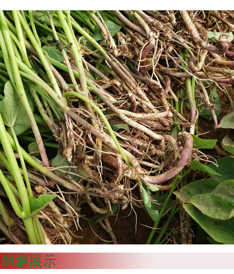 【精选果蔬】脱毒高产红薯苗红心蜜薯苗白地瓜苗六鳌蜜薯苗紫薯苗西瓜