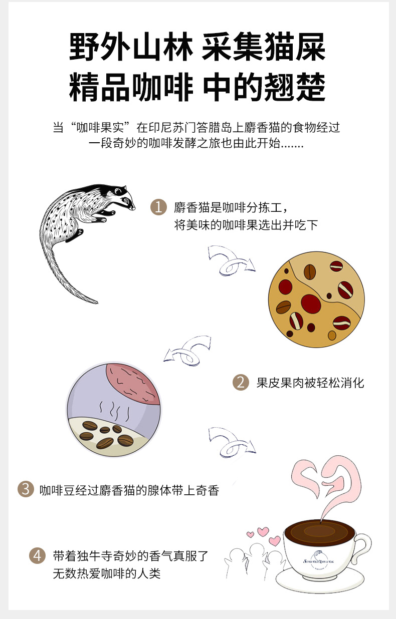印尼进口猫屎咖啡豆正宗野鼬麝香猫猫屎咖啡粉60g*3罐装 咖啡粉60g*3