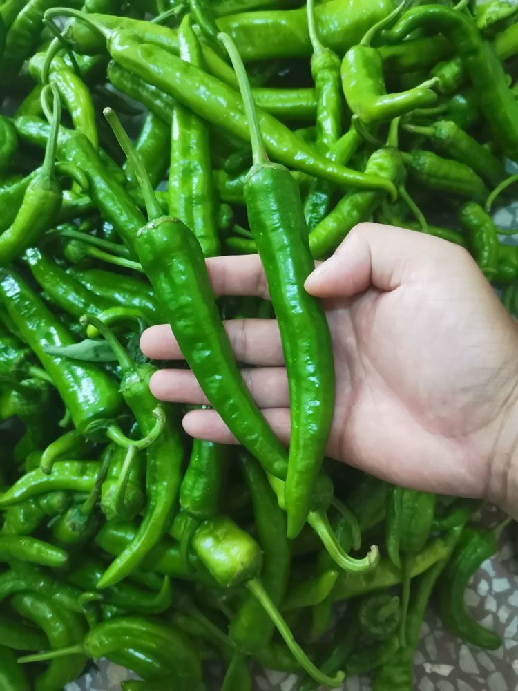 农家自产薄皮青椒蔬菜5斤本地长土尖椒虎皮泡椒辣椒新鲜辣3斤青淑现摘