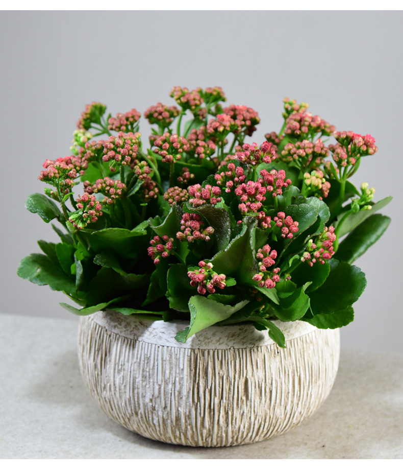 长寿花盆栽重瓣带大花苞四季植物办公室内阳台好养易活小绿植花卉青梅