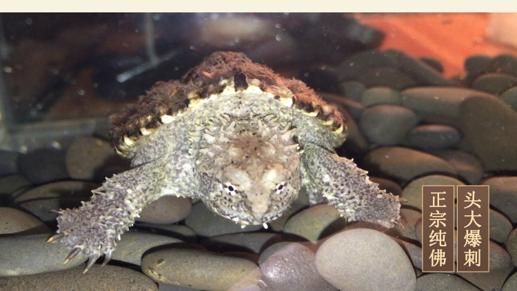 hkna鳄龟苗活物原种纯佛爆刺王大小北美真龟宠物乌龟活体佛罗里达