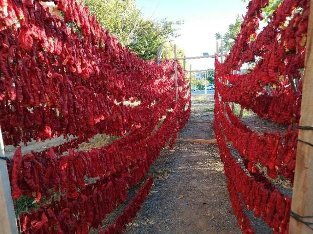 新疆三塘湖辣皮子 2021新疆哈密巴里坤三塘湖辣皮子 土特产 纯无公害