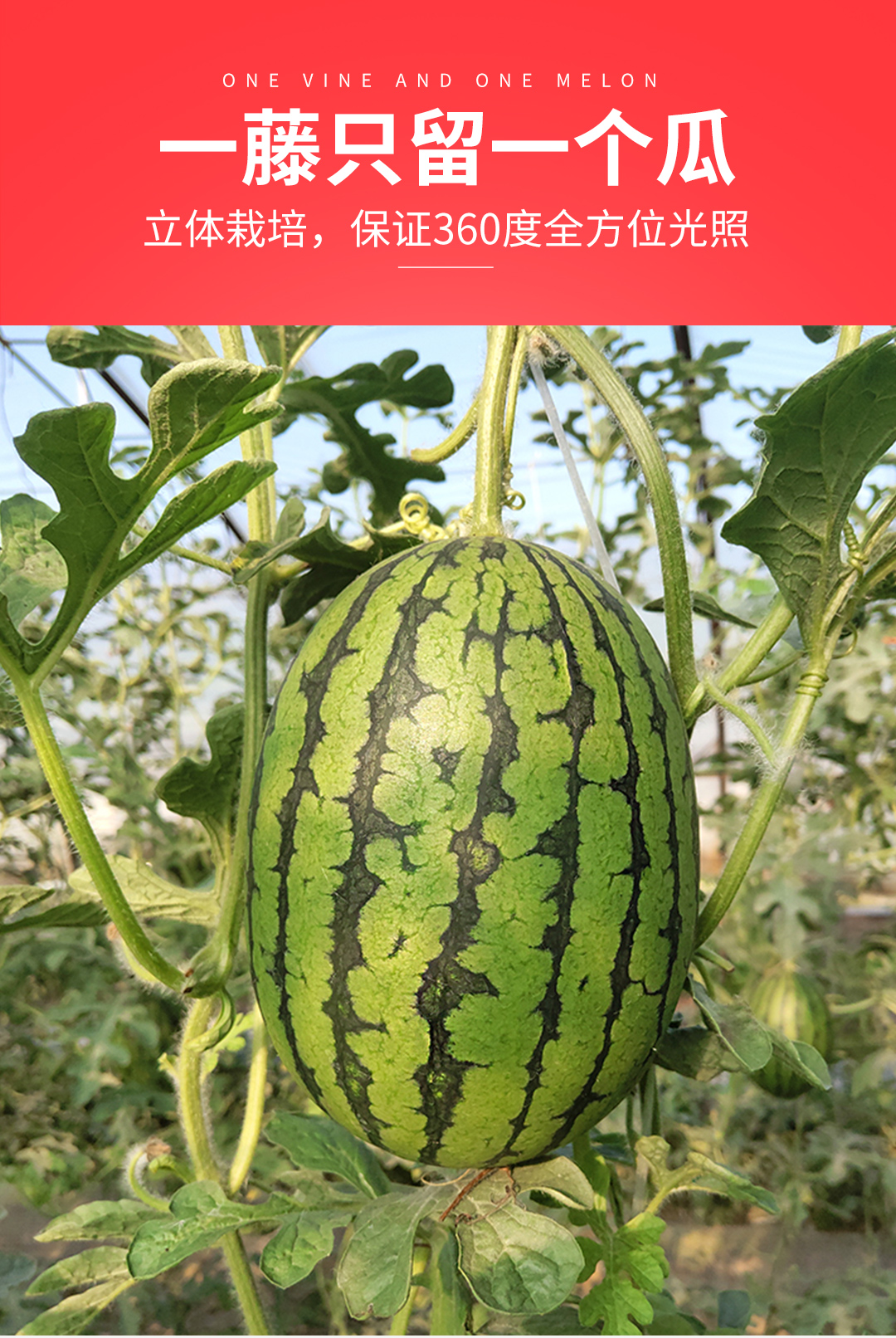 顺丰速发礼盒装大兴西瓜庞各庄小西瓜新鲜水果生鲜当季孕妇果年货34颗