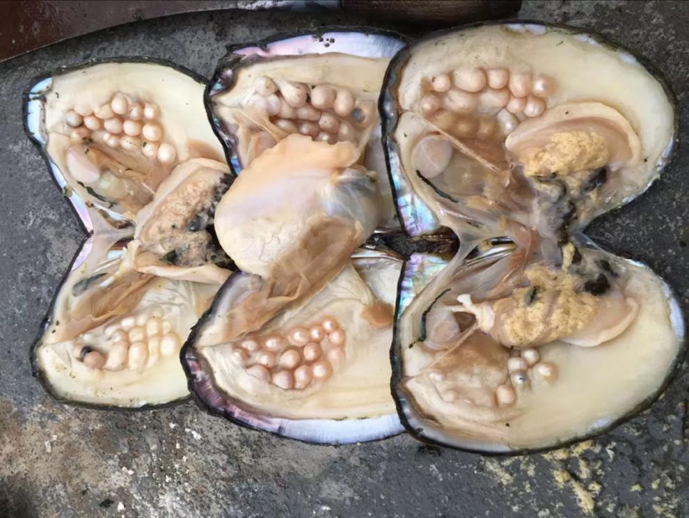 葵影源产地养殖淡水河蚌多珠珍珠蚌活体自己开蚌 8年老蚌1个