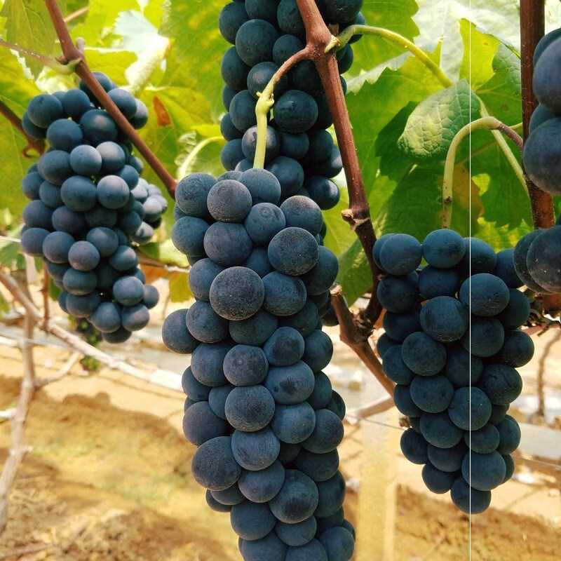 户太八号葡萄 新鲜孕妇水果当季陕西特产沪太8号无籽葡萄 2500g 精品