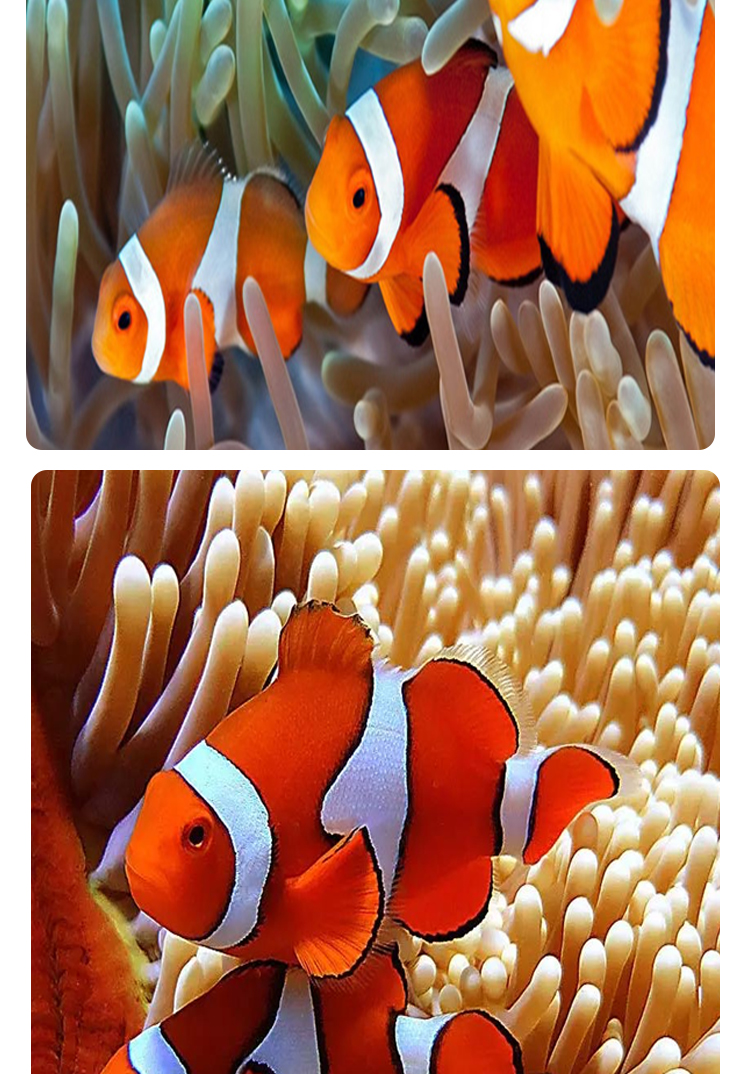 海水鱼海水生物海鱼活体人工小丑鱼公子小丑尼莫人工黑冰小丑鱼335cm