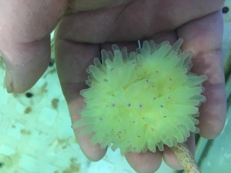 珊瑚活体活物海葵红奶嘴杯紫点白海葵公主荧光绿地毯小丑鱼公子家养