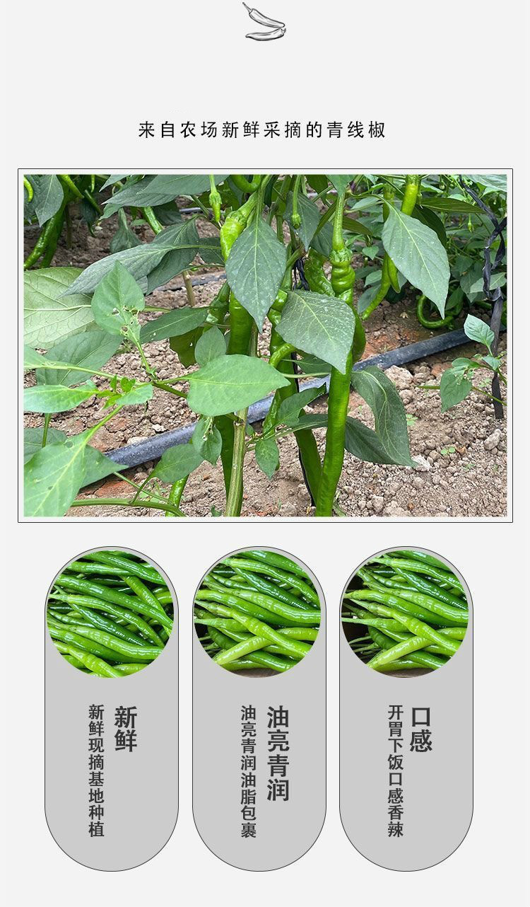 新鲜辣椒青线椒会龙青椒二荆条直发 新鲜二荆条有坏包赔(3斤)【图片