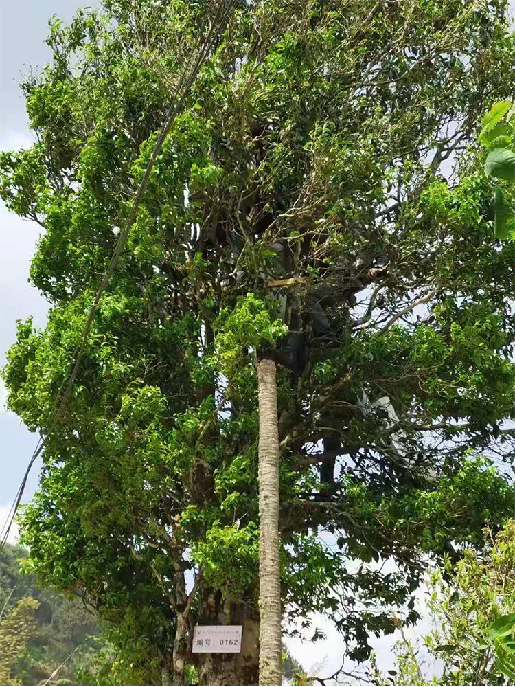 晨臻大金針滇紅茶特級大金針濃香型古樹茶野生蜜蘭香大金芽鳳慶紅茶