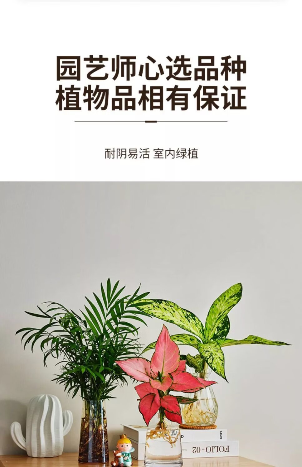 3，九裡香盆栽花卉袖珍小竹柏桌麪水培植物吉利紅辦公桌創意綠植 小紅掌1株 不含盆