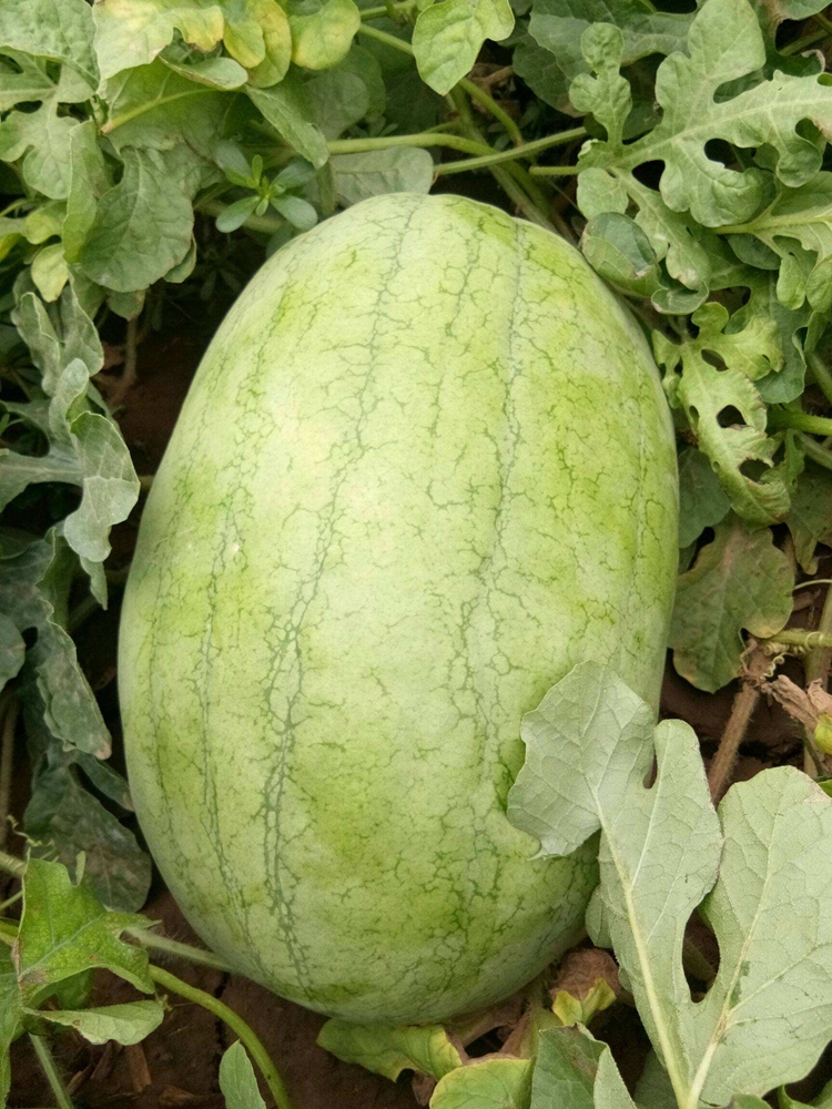 纳格兰 精品懒汉瓜王西瓜种籽大田用种早熟抗病耐重茬懒汉状元红西瓜