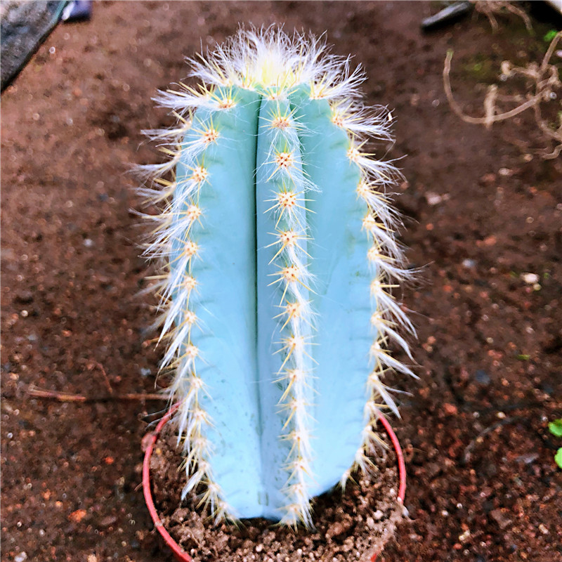 高篮色蓝衣柱金青阁仙人柱办公室辐射庭院植物基地 超高蓝柱20cm起