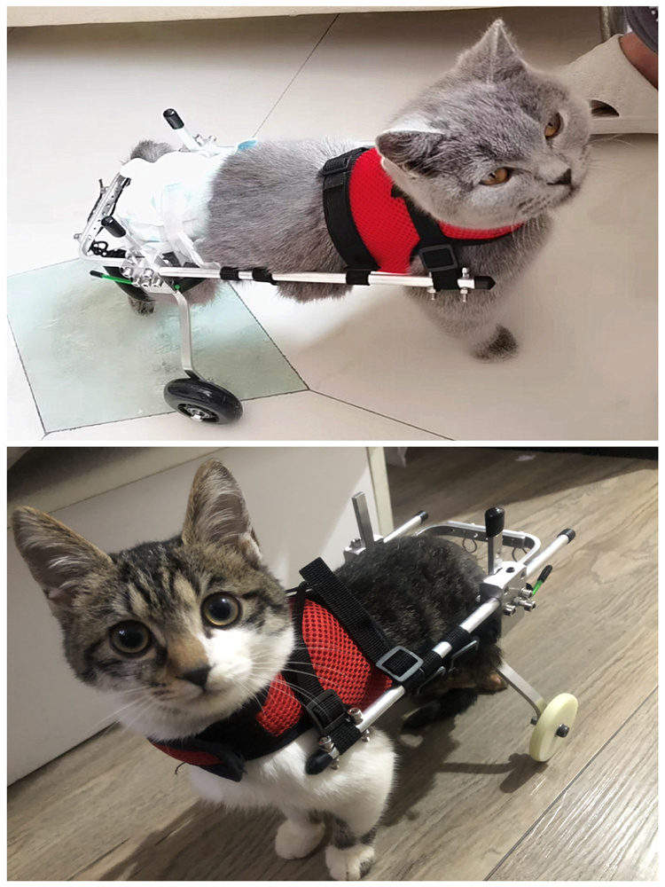 猫轮椅车后肢猫咪后腿瘫痪残疾康复训练脊椎断裂小奶猫轮椅轻便型小奶