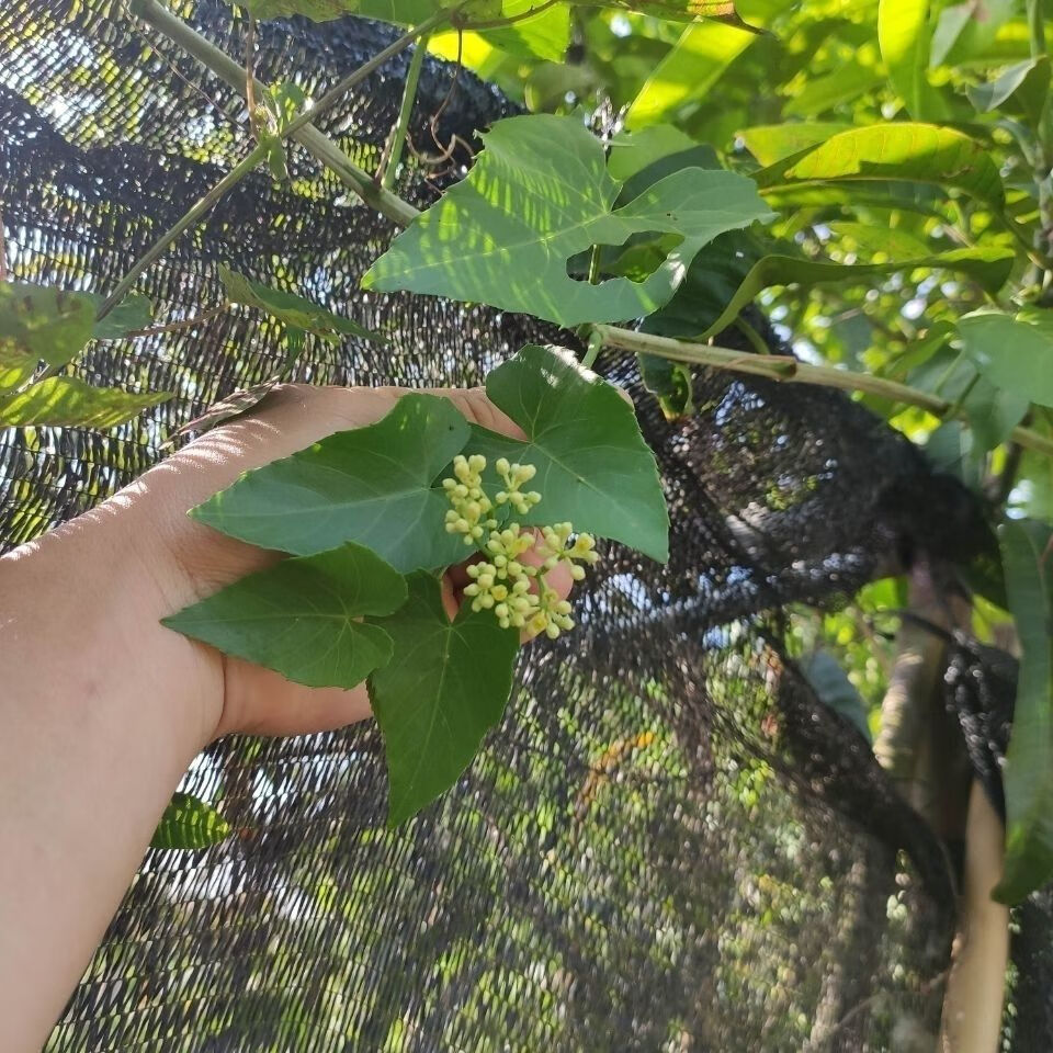 爬藤锦屏藤一帘幽梦苗爬藤植物蔓地榕珠帘藤富贵帘苗种楼顶庭院当年