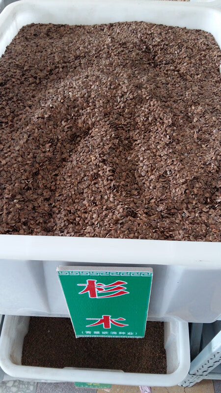 油杉水杉种子三尖杉种子柳杉落种子叶杉种子杉木种子池杉种子 新采