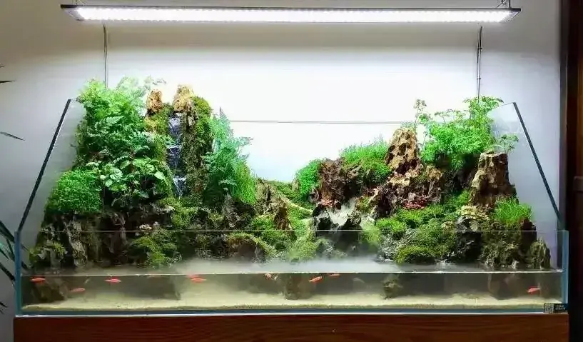 超白水陆鱼缸植物造景缸微景观斜口造景缸金晶玻璃两栖生态缸雨林