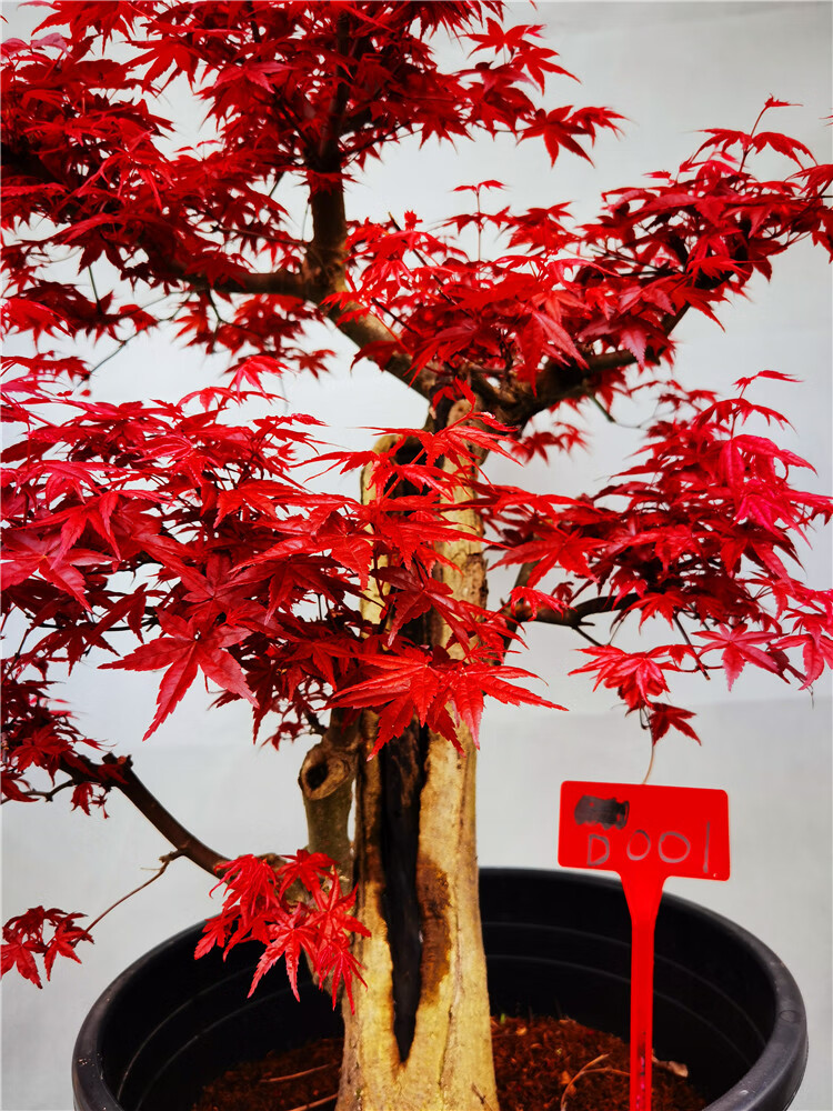 老桩红枫地景枫树景观庭院种植虎雀ad001号出猩猩老桩1米带盆栽好