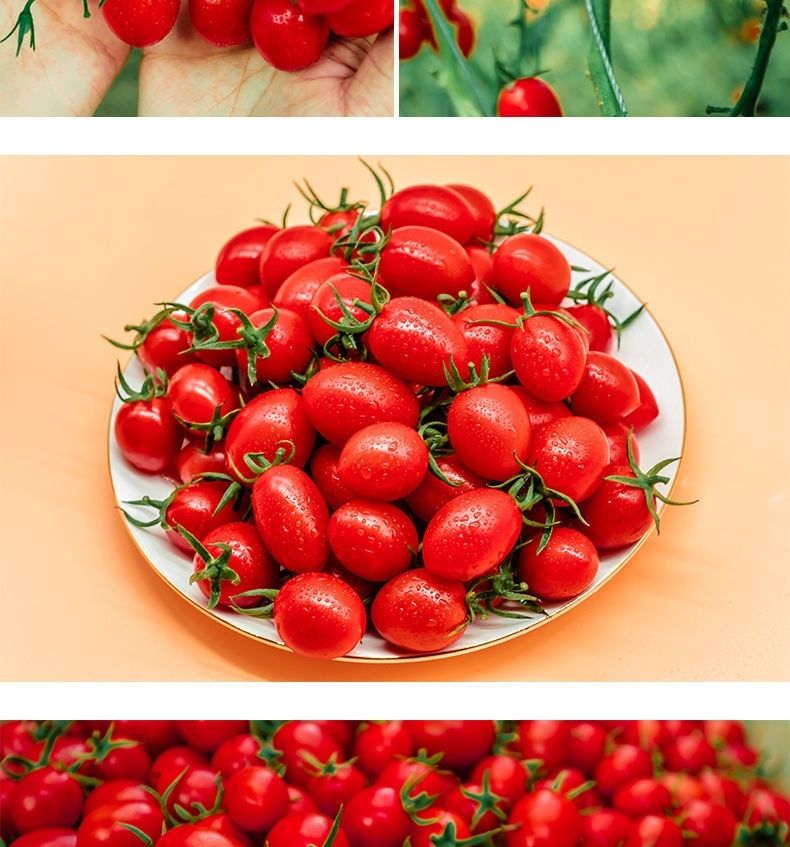 小西红柿图片真实图片