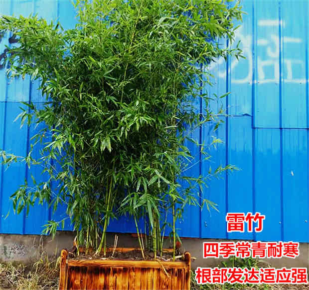 竹子苗青竹庭院圍牆觀賞植物綠化竹子苗庭院四季常綠耐寒植物大型毛竹