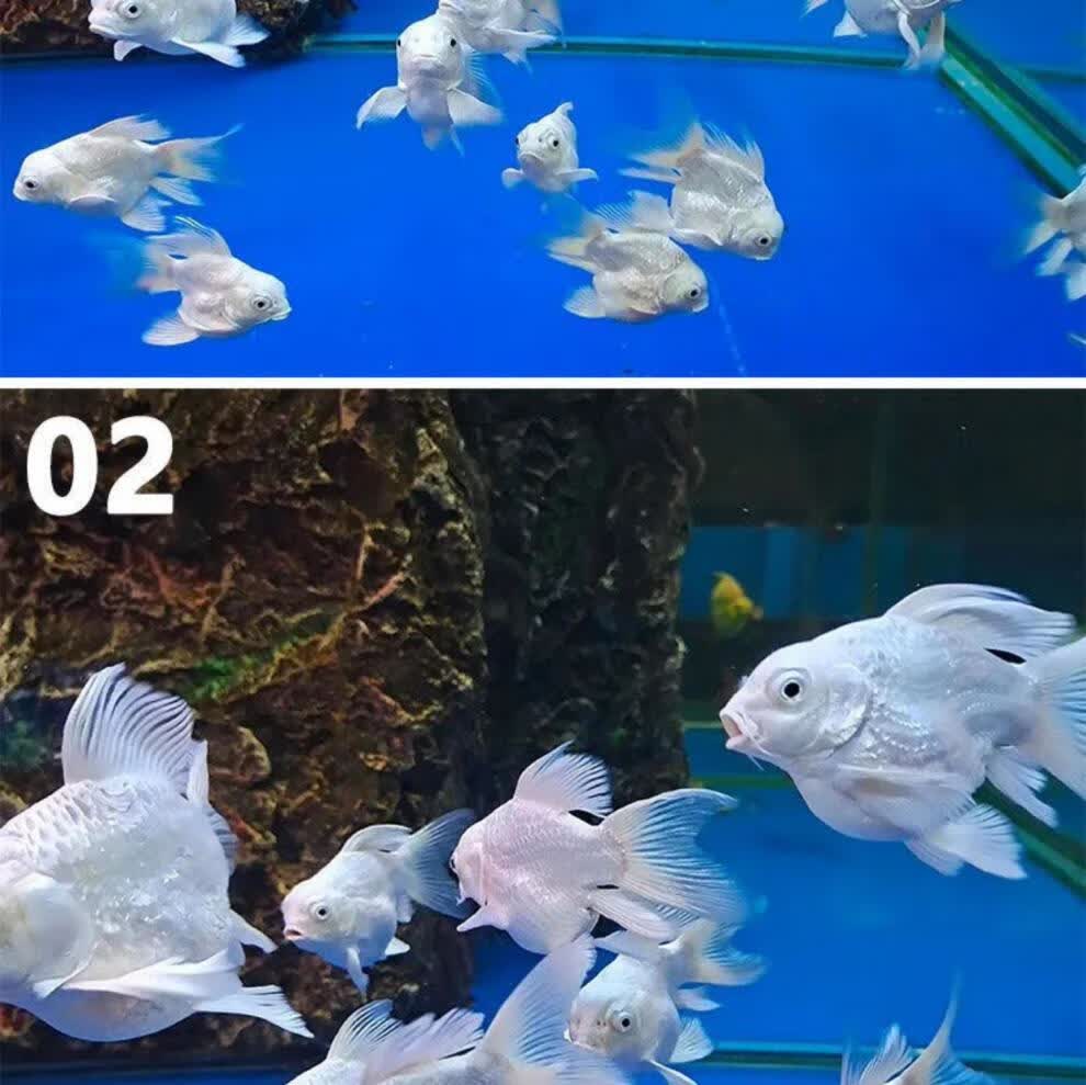( 狮子头 )蝴蝶鲤短身球体纯种活体狮子头石膏白冷淡水观赏鱼 【球体