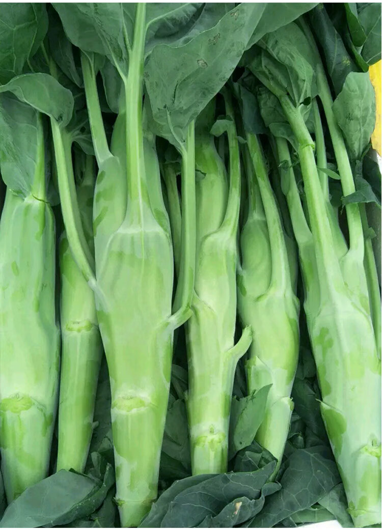四季芥兰种子粗条大笋甜芥兰广东四季菜籽大芥兰菜秋季蔬菜种籽孑 四