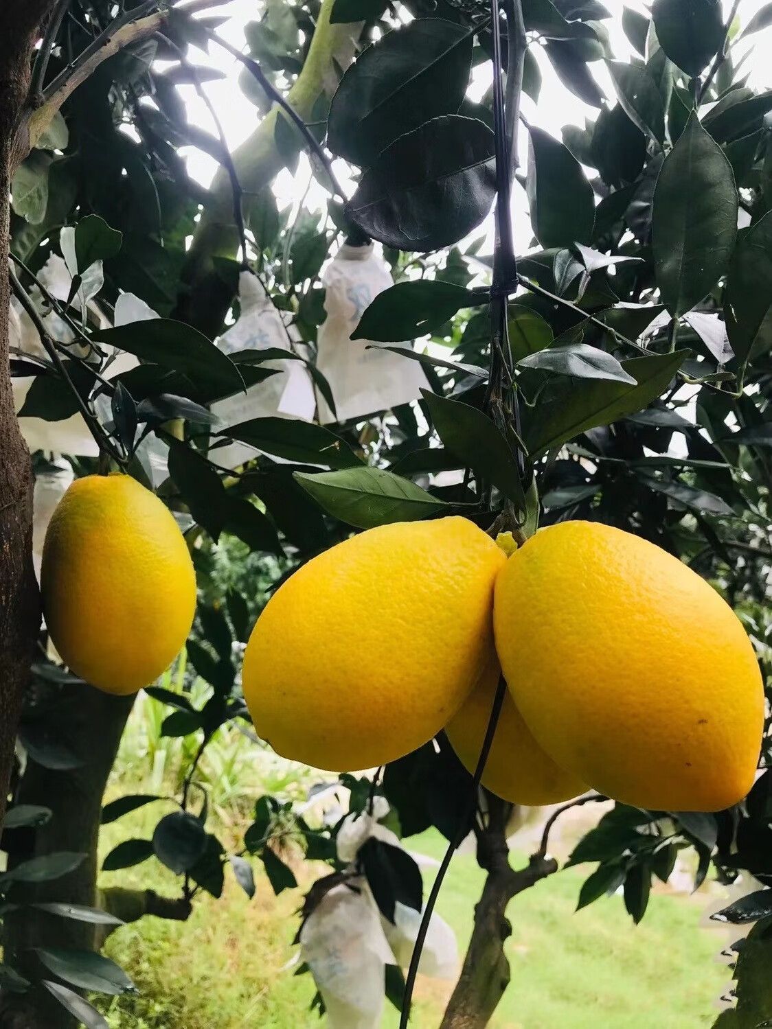 【可选礼盒】福建蜜丁橙柚 甜新鲜水果引进新台湾品种福建种植 9斤大