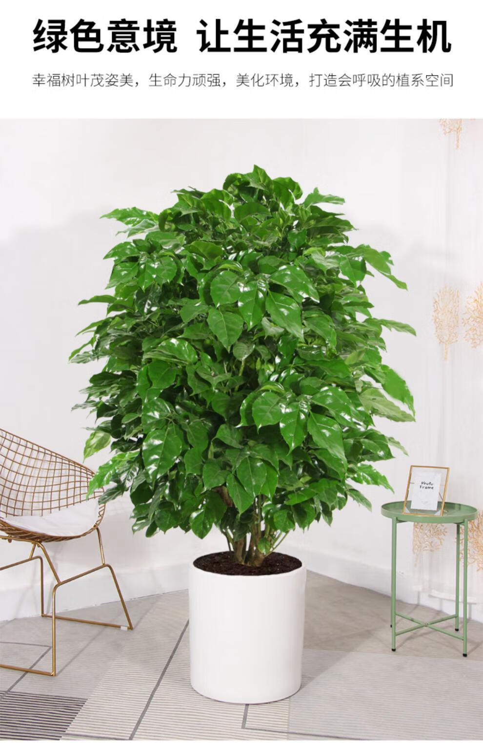 常青新家吸甲醛净化空气好养大绿植绿宝植物y7 从生幸福树70-80厘米