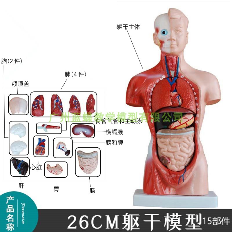 人體解剖模型器官可拆卸醫學教學心臟內臟模型玩具軀幹系統結構圖雅德