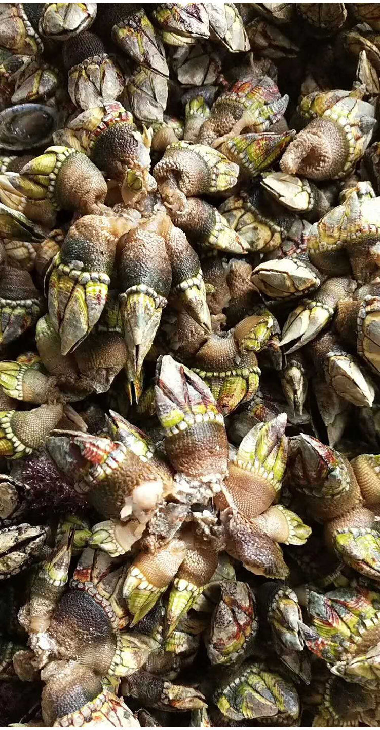 鹅颈藤壶 250g 海鲜佛手螺鲜活鹅颈藤壶龟足海鲜狗爪螺鬼爪螺海鸡脚螺