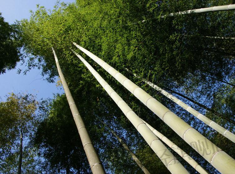 桌面板书桌 楠竹木木板 隔板吧台板餐桌板衣柜层板 映乾 长130*宽60*