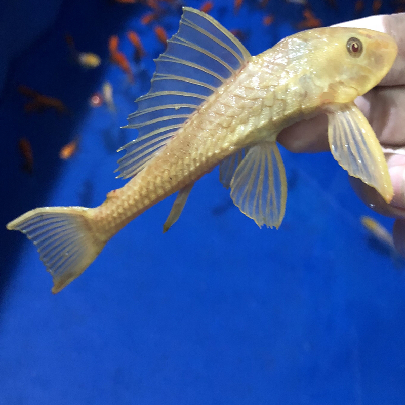 荣郁清道夫活体淡水冷水鱼鱼缸清洁鱼专吃鱼屎藻类垃圾残余饲料