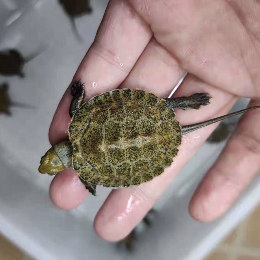 荣郁 日石苗纯种石龟宠物深水龟互动龟活体观赏龟日石龟冷水龟发色 全