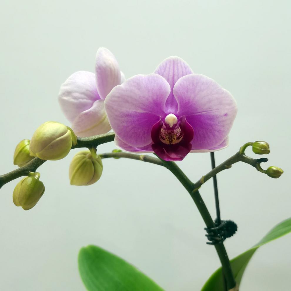 蝴蝶兰带花剑开花盆栽办公室内阳台客厅兰花四季好养嘉瑰红黄蝴蝶兰