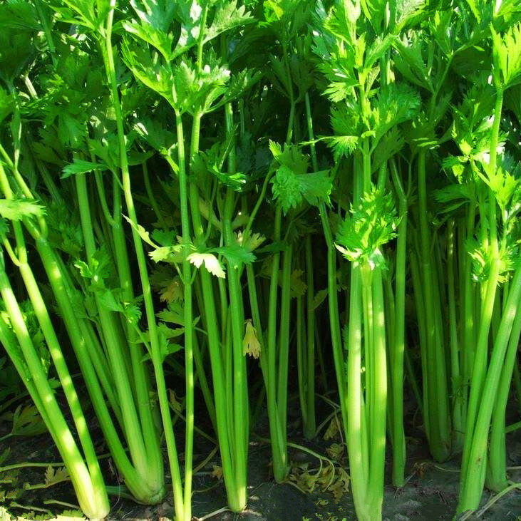 新鲜芹菜当季蔬菜农家小西芹菜嫩空芯青菜土芹芹菜批发零度以下保温装