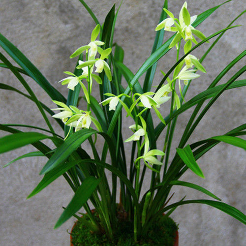 好养】浓香型兰花苗兰花盆栽墨兰大花兰花苗花卉盆栽绿植花卉 红钻石