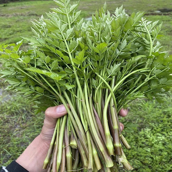 野生水芹小叶水芹菜湖南特产时令蔬菜野菜现摘现货香野水芹菜 2斤