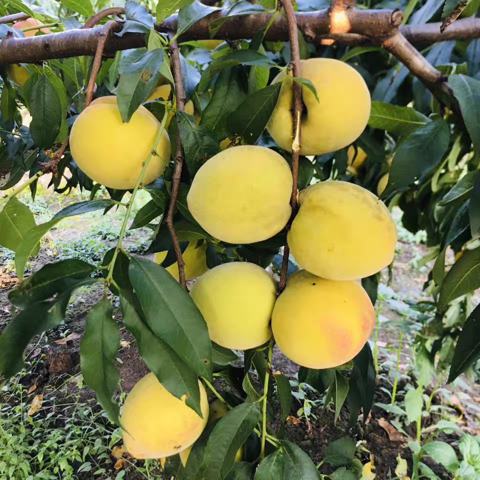 玫栀 正宗湖北荆州三湖锦绣黄桃红心脆桃果园现摘现发新鲜10斤装 顺丰