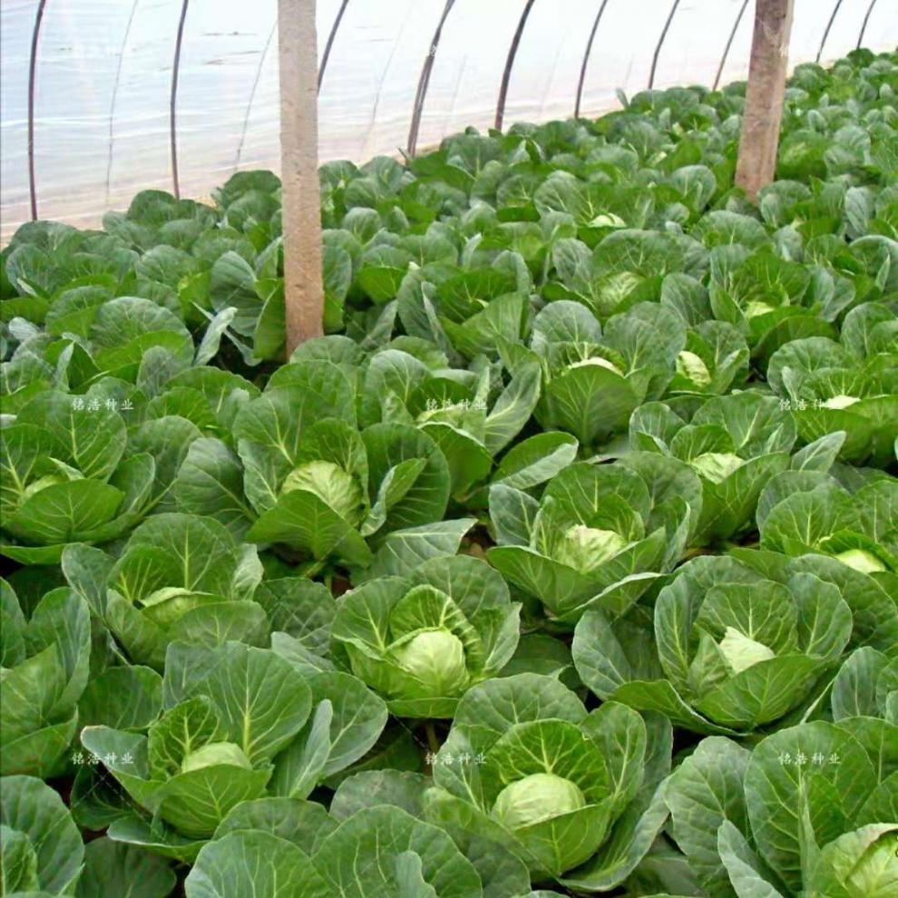 甘蓝种子卷心菜种子包心菜包菜种子耐热抗病早熟高产菜园基地种植 绿